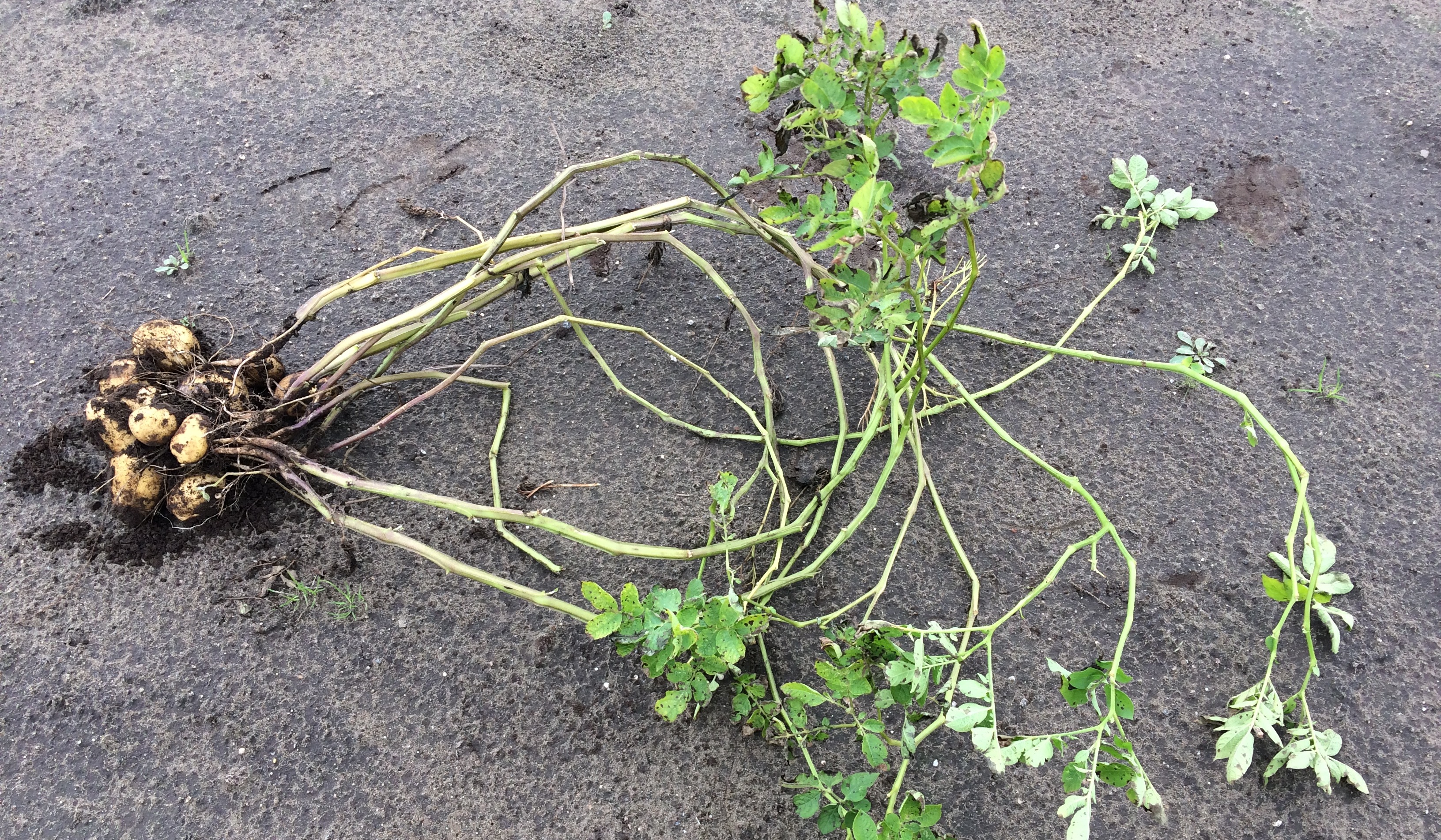 Aboveground structures of the potato plant Main stem & lateral stems